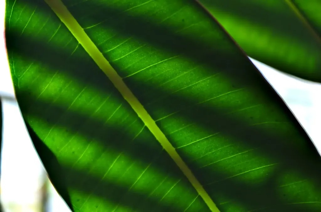 Detalle de una hoja verde